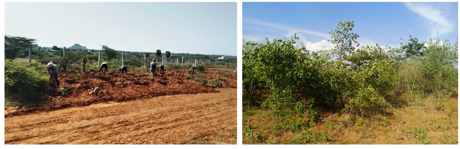 Sanjeevi Malai Eco Park: From Barren Ground to a Thriving Native Forest