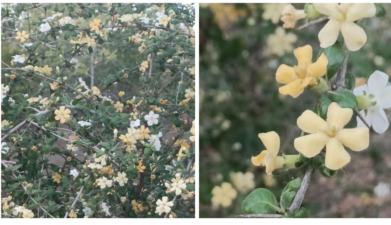 One Plant, Two Colours: The Charming Blooms of Madhu Karai