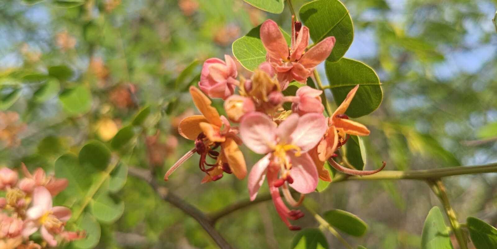 Red Cassia in Bloom at Sanjeevi Hills