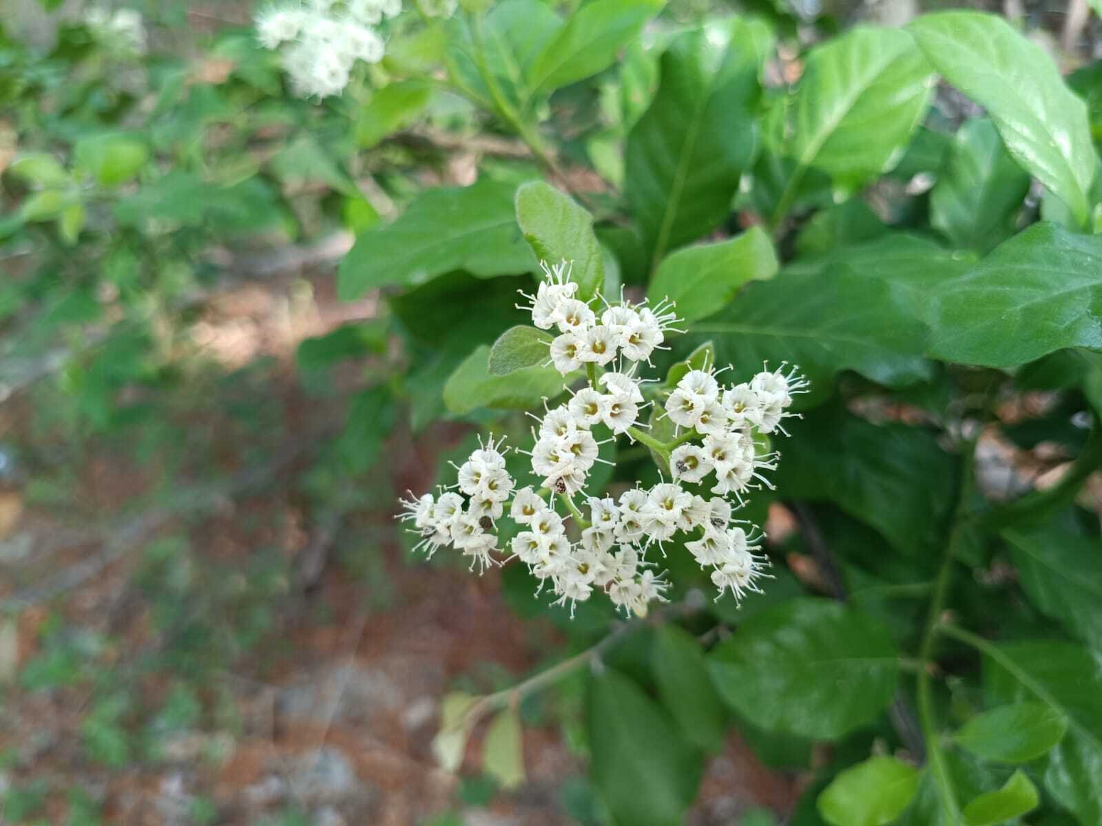 Native Ehretia laevis, a Valuable Addition to Sanjeevi Malai’s Biodiversity