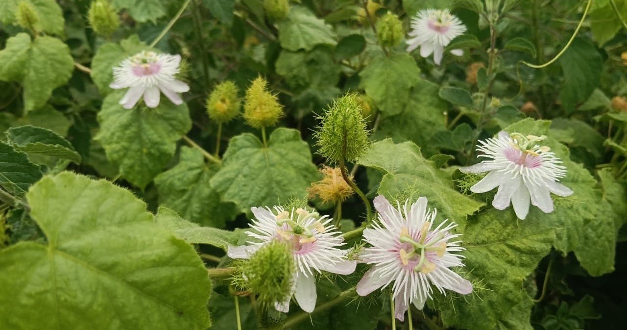 Rare Wild Passion Fruit Vine Spotted at Sri Vettai Perumal Temple Kanmai