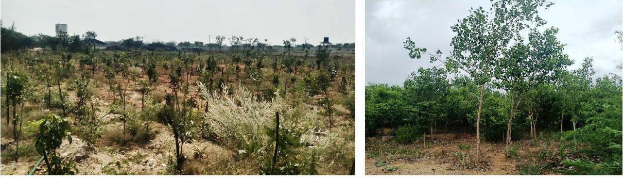 A Thriving Mini Forest at Rajapalayam’s Compost Yard