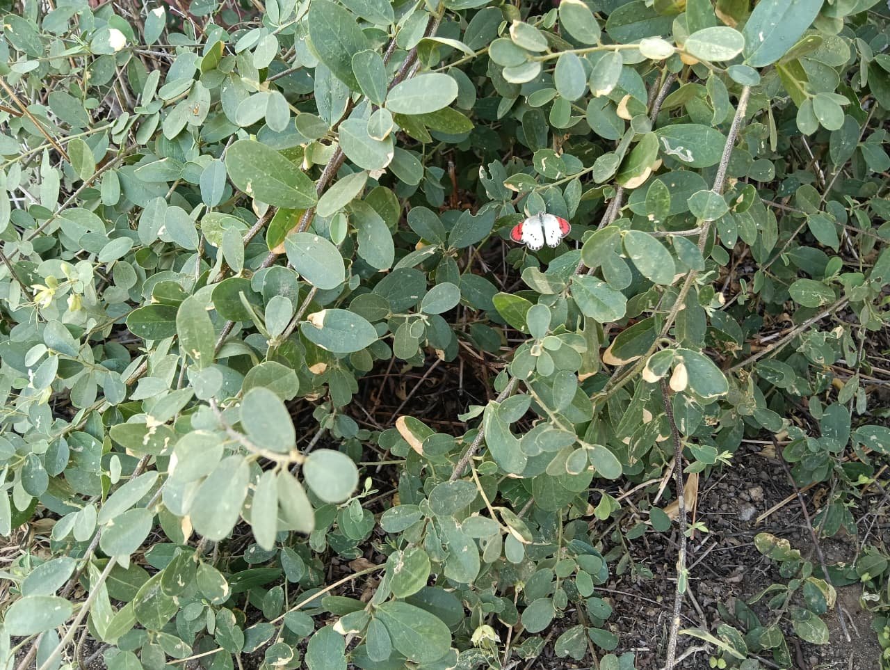 Crimson Tip Butterfly Sighted at Restored Vettai Perumal Kanmai
