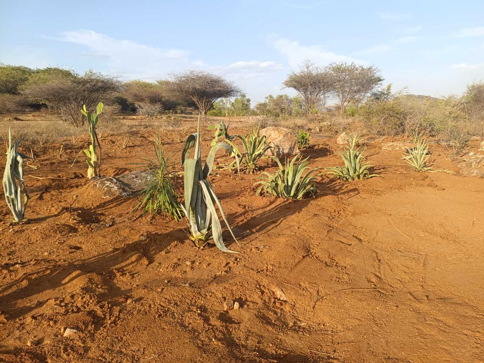 Xerophyte Garden at Sanjeevi Malai Eco Park