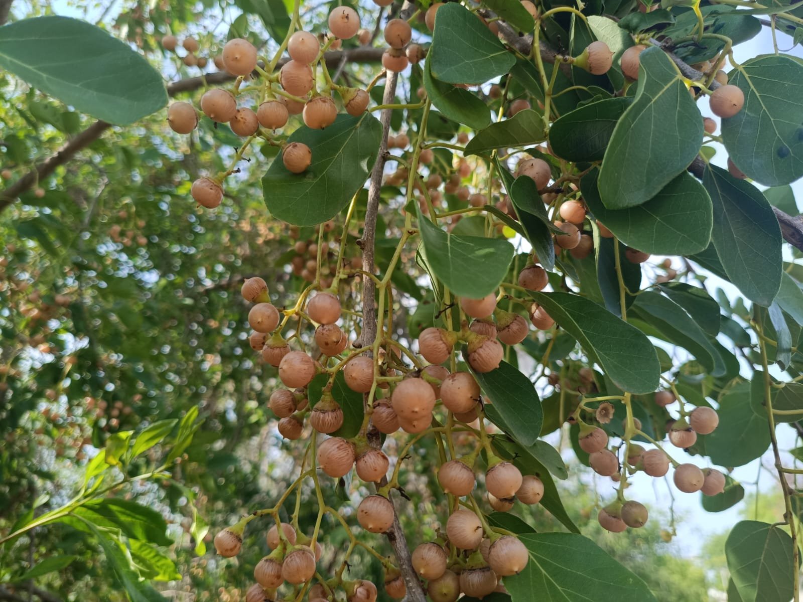 Indian Cherry: A Native Tree with Traditional Medicinal Significance