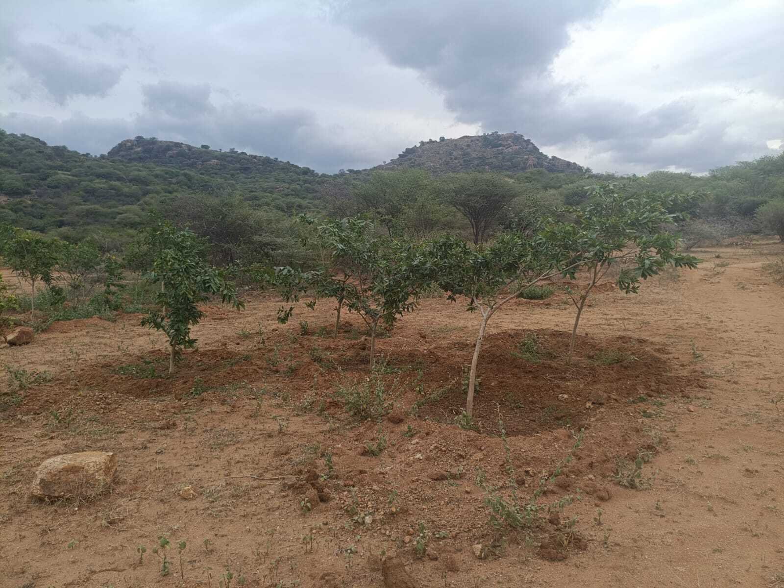 Arboretum Plantation at Sanjeevi Malai Eco Park