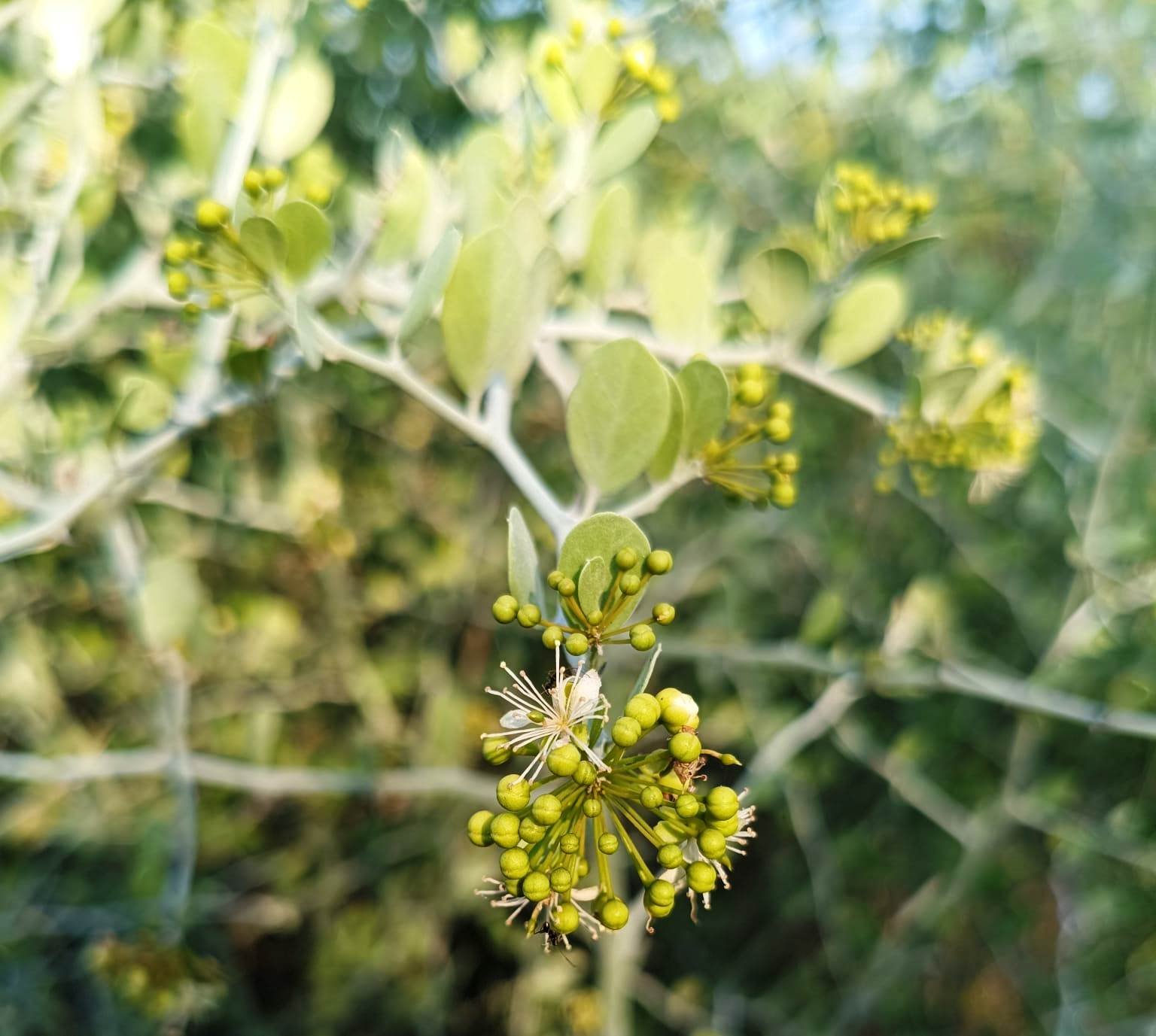 Thorny Caper thrives in the dry landscape of Sanjeevi Malai Eco Park