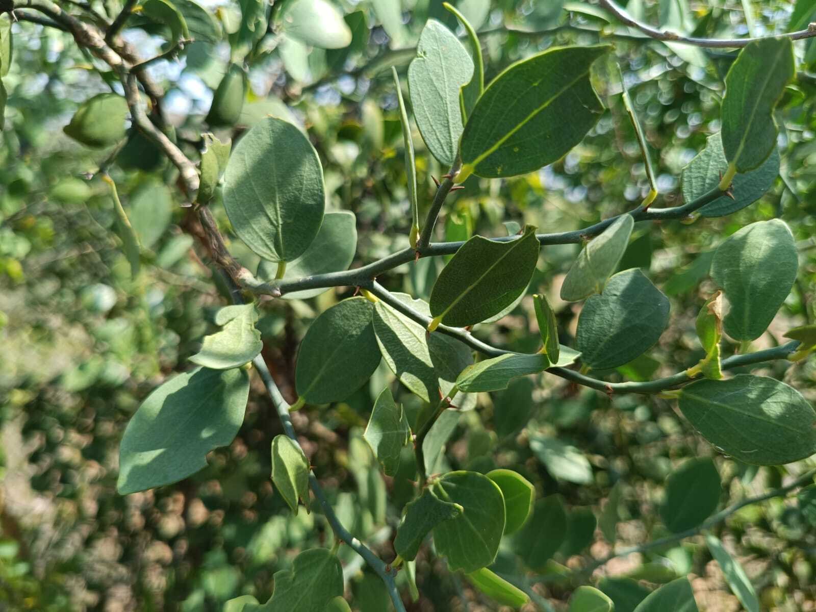 Wild Caper, A Drought-Resilient Shrub at Eco Park