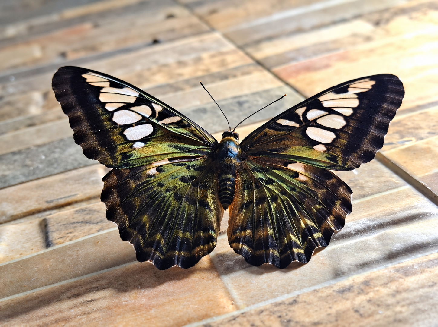 A Flash of Wings in Ponnagaram