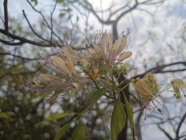 Crateva Adansonii – The Graceful Mavilangam