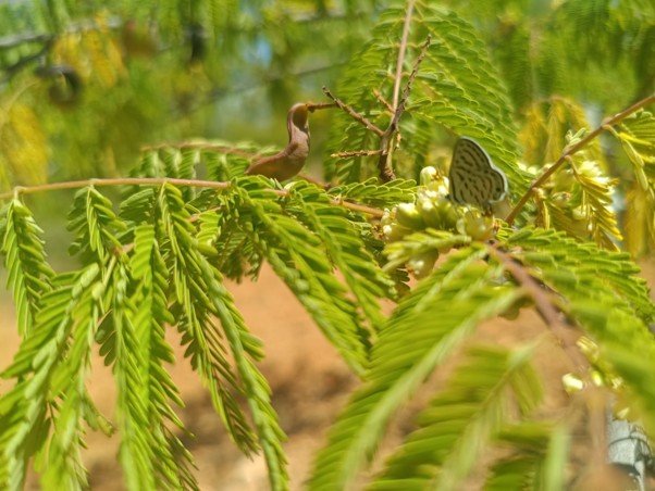 A Small Tree with a Big Story
