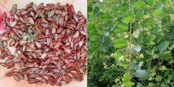 Nursery Techniques – “Smart Pre-germination, Stronger Plants!”