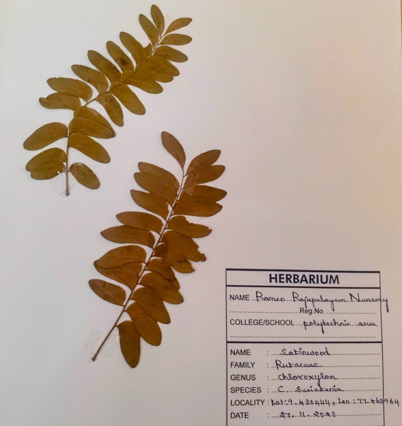 Psst! I’m Vaimaram — An Unknown Tree’s Story