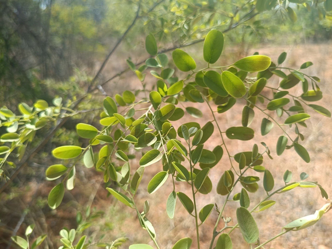 Dalbergia Paniculata Roxb – A Tree worth Knowing. A Tree worth Protecting