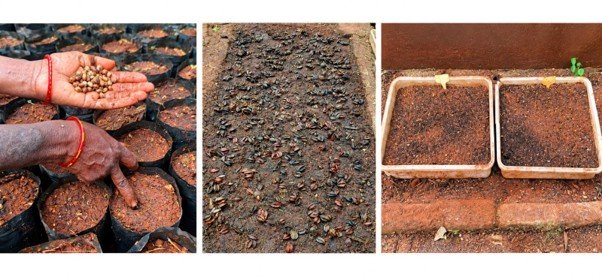 From Tiny Seeds to Mighty Trees