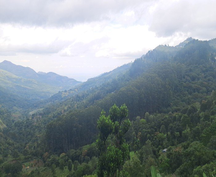 The Role of Nature in Overcoming Stress