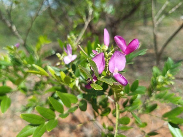 Nature’s Velvet Shield: Discovering Mundulea sericea