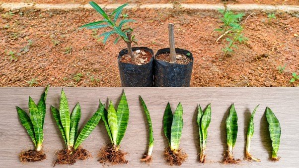 Simple Ways to Grow New Plants: Vegetative Propagation-“Multiply plants, multiplying nature’s beauty.”