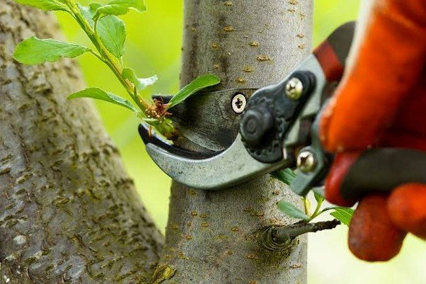 Tree pruning: A small cut for a healthier tree