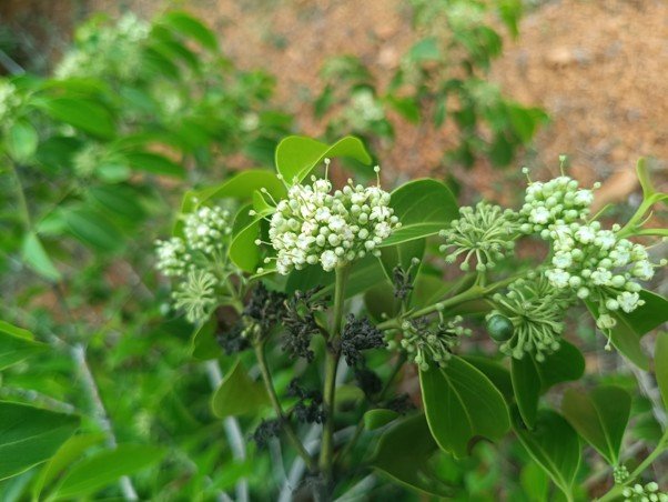 Psydrax dicoccos, or the Ceylon Boxwood or Nallamandharam