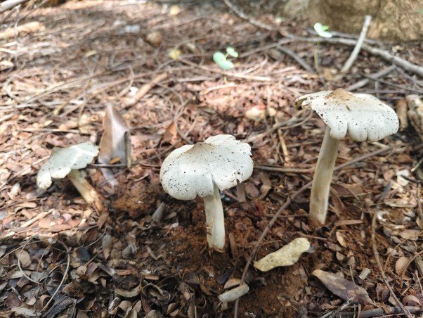 Wild Edible Milky Mushrooms – Nature’s Nutritious Treasure