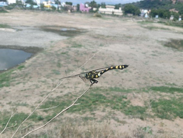 The Indian Common Clubtail