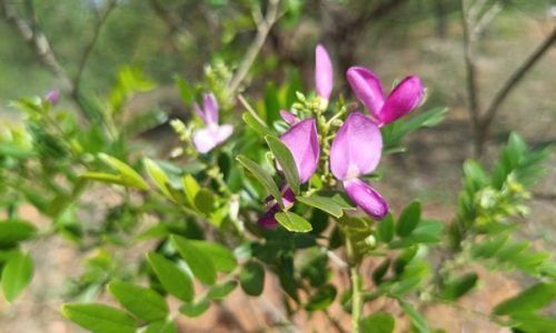 Flower-Environment