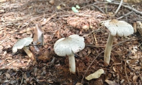 Mushroom-Environment
