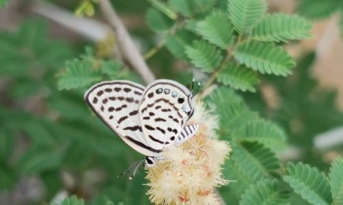 WhatsApp Image 2026-03-15 at 10.09.32 PM (1)