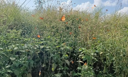 WhatsApp Image 2026-03-15 at 10.09.32 PM (2)