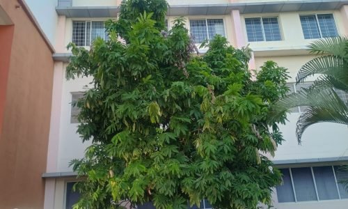environment ashoka tree