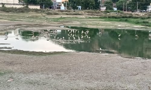 waterbody birds